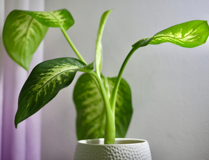15 опасных растений, которые наверняка есть в вашем доме