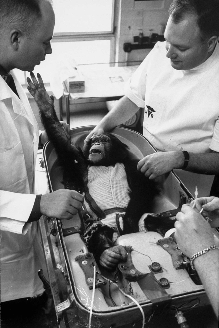Удивительная фотоистория Хэма — первого шимпанзе в космосе
