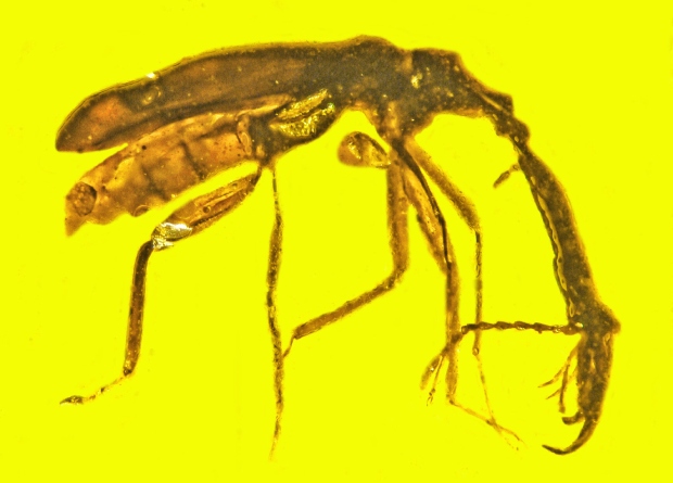Ученые описали жука, попавшего в смолу почти 100 миллионов лет назад