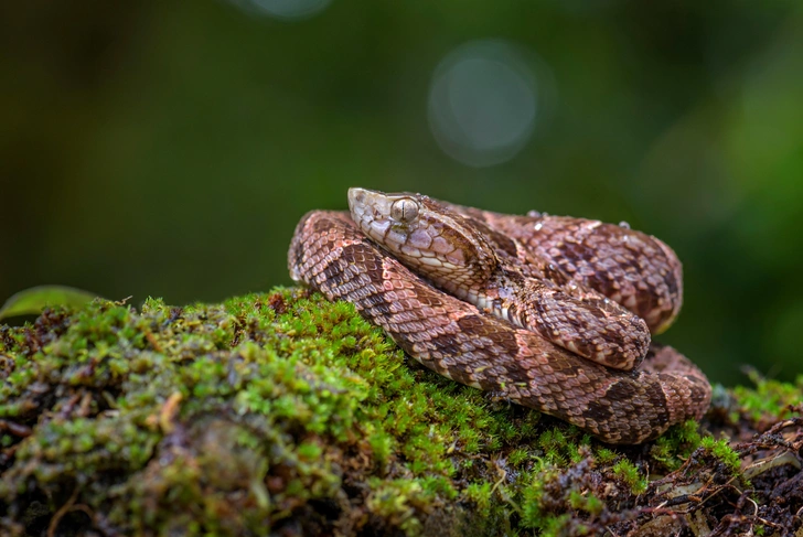 Кайсака (Bothrops atrox) — ядовитая змея из рода копьеголовых змей | Источник: David Havel / Alamy