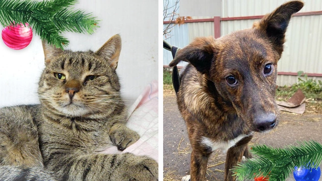 Новогодний Котопёс: кот Кактус и пёс Тиграш