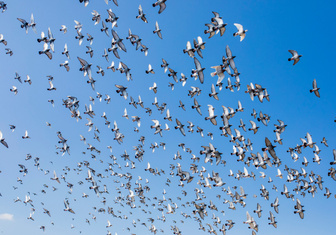Разыскиваются пять тысяч гоночных голубей