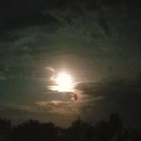 Аватарка Дикая львица