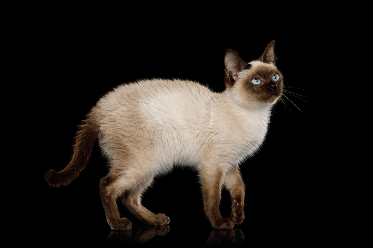 Не просто усы, лапы и хвост: 6 самых-самых пород кошек