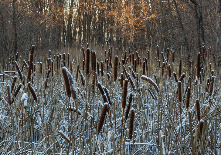 Фото №2 - Подлыжный корм: как выжить зимой в лесу без еды