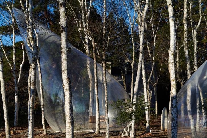 Прозрачные палатки-«капли» в японском лесу
