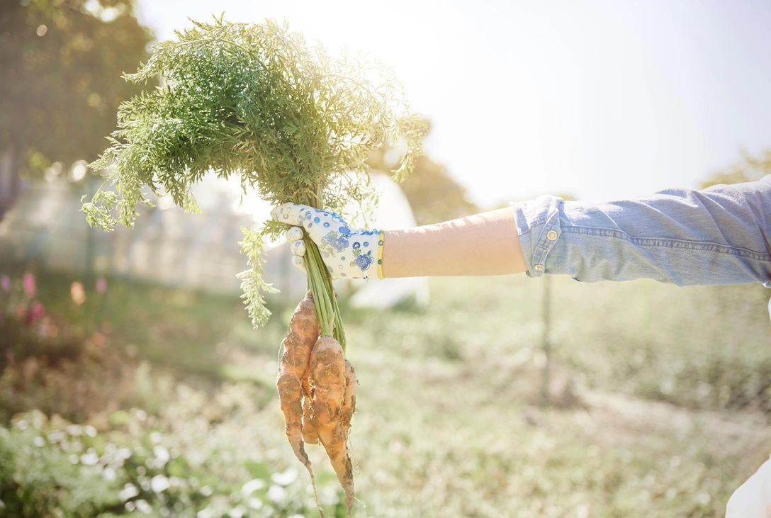 Когда сажать морковь весной 2025 по лунному и обычному календарю | Источник: Legion Media