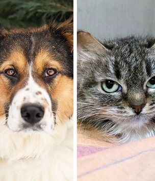 Котопёс недели: кошка Мэгги и собака Эмма