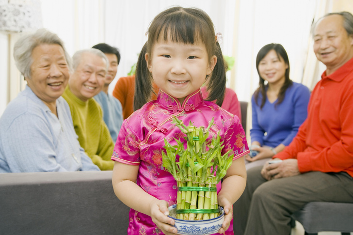 Как вырастить «бамбук счастья» в домашних условиях