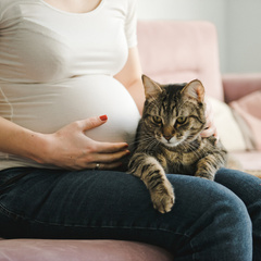 Не только кошки: как беременная может подхватить токсоплазмоз