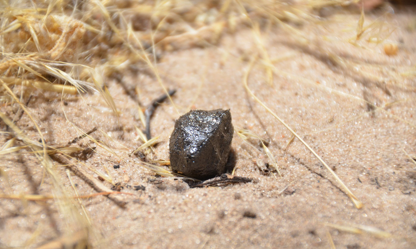 Ученые выяснили происхождение найденного в Ботсване метеорита