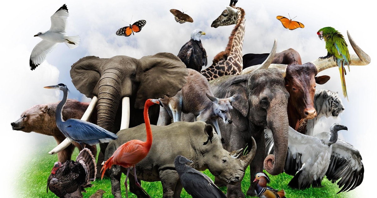 Разнообразие животных. Зоология животные. Много зверей. Животный мир планеты земля.