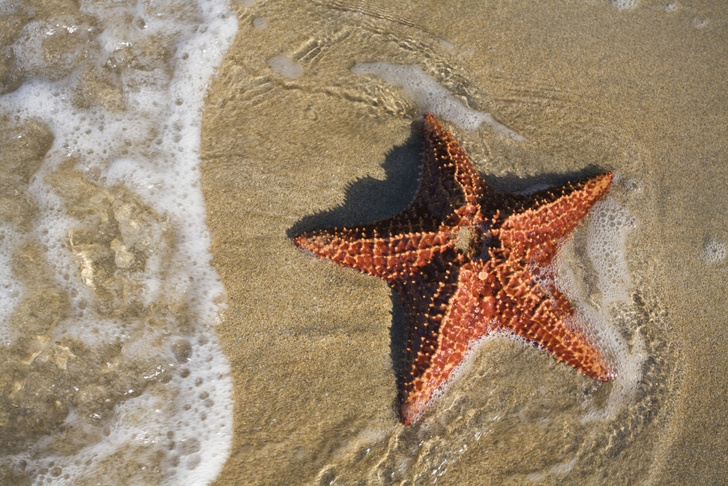 Морская звезда против выхлопных газов: «МейТан» представляет антисмог-косметику