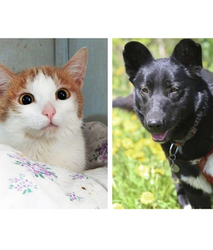 Котопёс недели: собака Джульетта и кошка Папайя