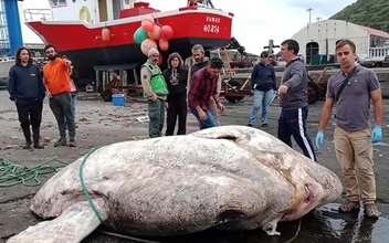 Морской «Хаммер» весом 3 тонны: посмотрите на самую крупную костную рыбу в мире