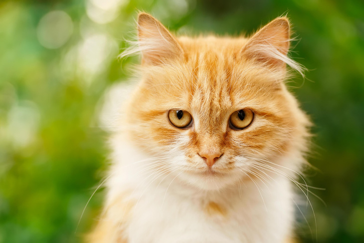Экспансия безжалостного убийцы: как кошки захватили мир