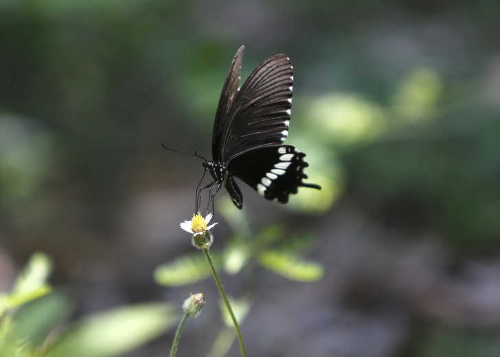 Фотоохота на бабочек в Таиланде