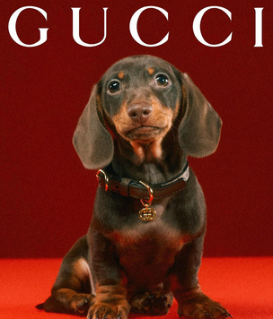 Gucci представили первую коллекцию для домашних животных