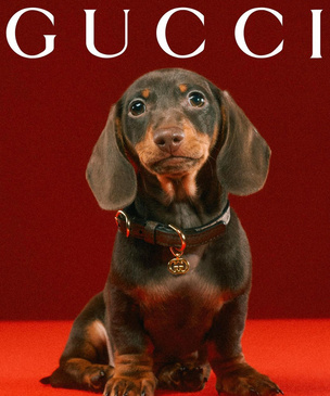 Gucci представили первую коллекцию для домашних животных