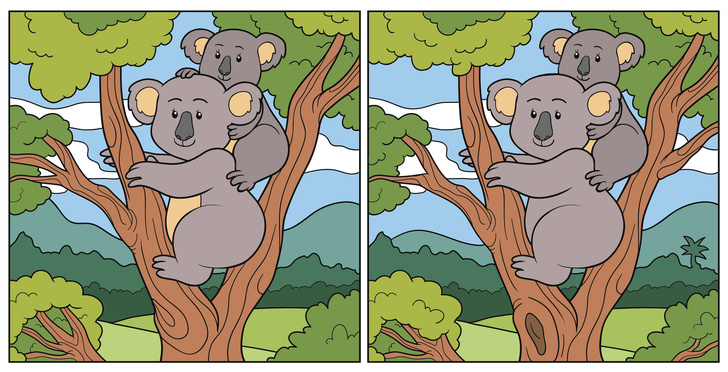 Тест на глазастость: Сможешь найти 10 различий на этих картинках с коалами?