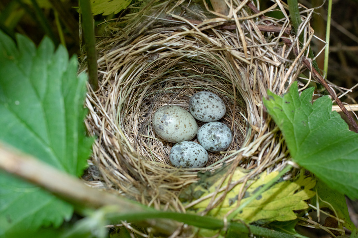 Почему кукушки подкладывают яйца в чужие гнезда