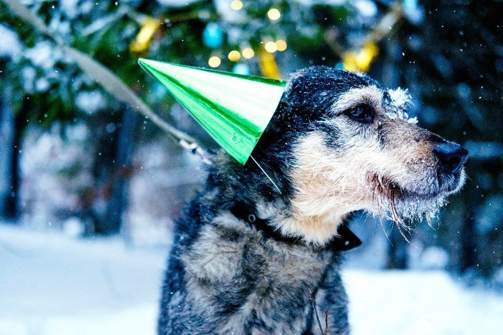Новогодние фото собак из приюта