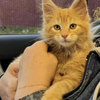 Аватарка Yksa