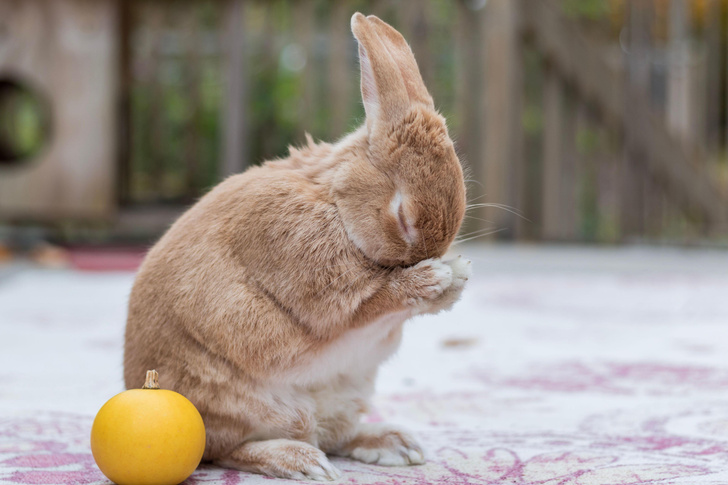 Не только ценный мех: 11 удивительных фактов о кроликах