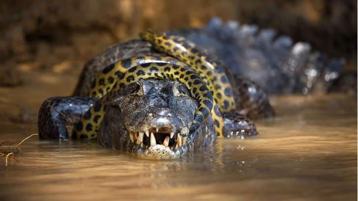 Тяжелый обед: посмотрите на крокодила, которого целиком проглотил 5-метровый питон из Флориды