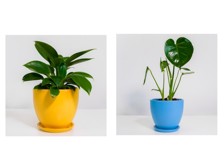Как правильно подобрать комнатные растения под интерьер дома?