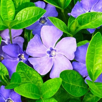 Аватарка Виктория