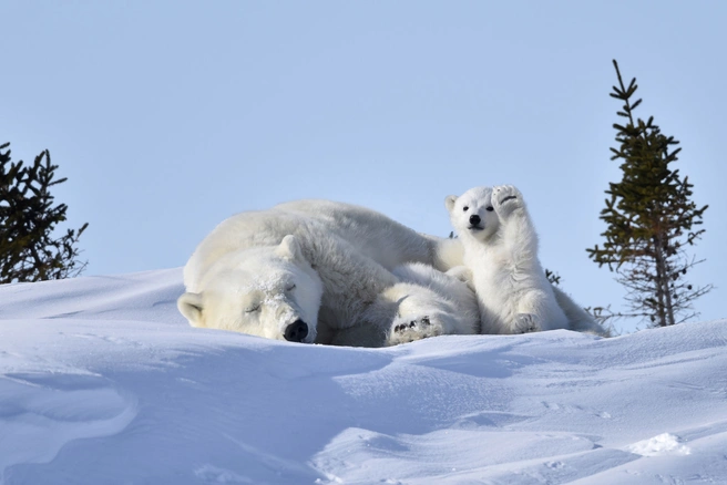 Источник: Philip Marazzi / Comedy Wildlife Photography Awards