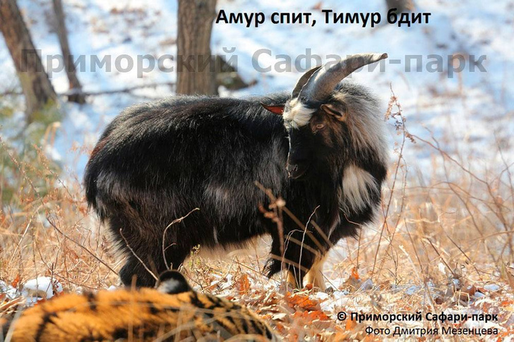 У тигра Амура и козла Тимура появилась страничка в Instagram (запрещенная в России экстремистская организация)