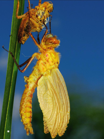 Красавица из чудовища: как стрекозы появляются на свет и проводят в полете почти всю жизнь