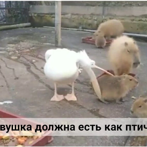 19 смешных картинок недели и одна грустная | maximonline.ru