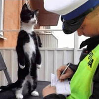 Аватарка mila321