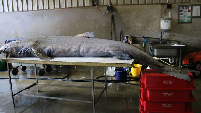 Мозг обесцвечен: английские врачи поставили диагноз выбросившейся на берег 100-летней акуле