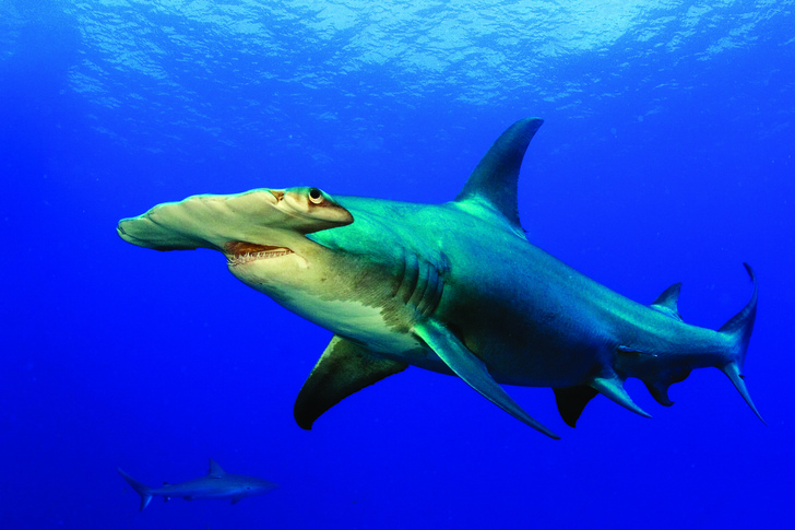 Акулы разных видов научились охотиться «посменно», чтобы не мешать друг другу