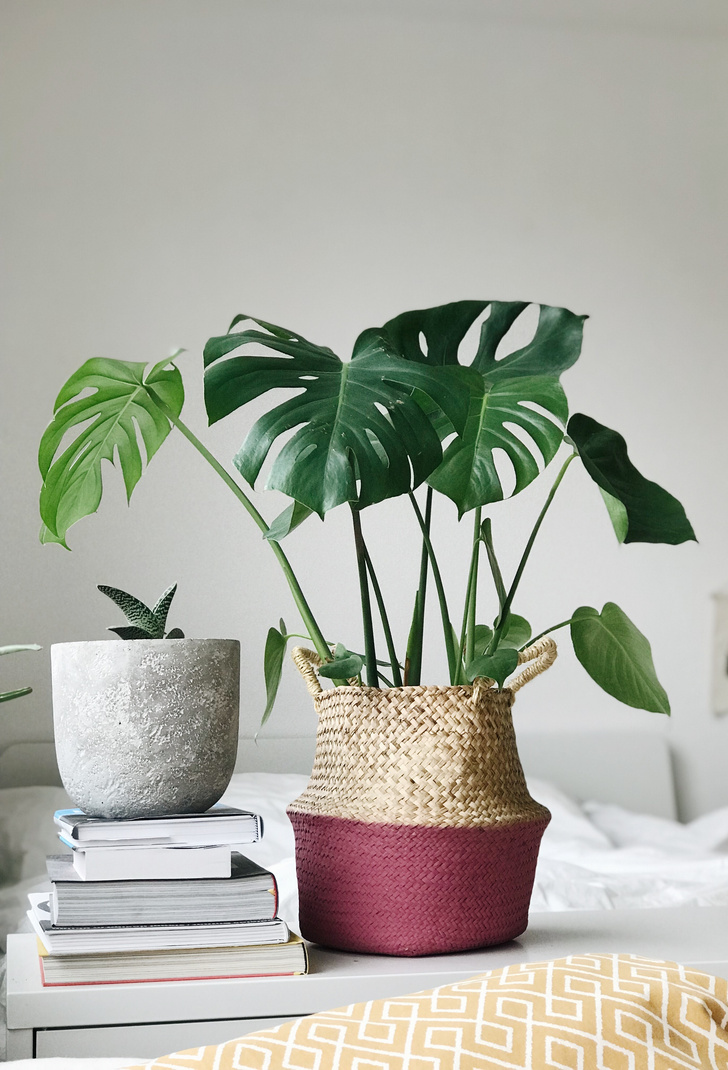 12 лучших домашних растений, чтобы оживить комнату