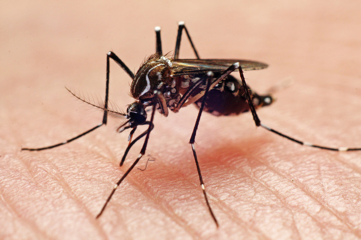 к чему снятся комары