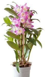 Орхидея Дендробиум 