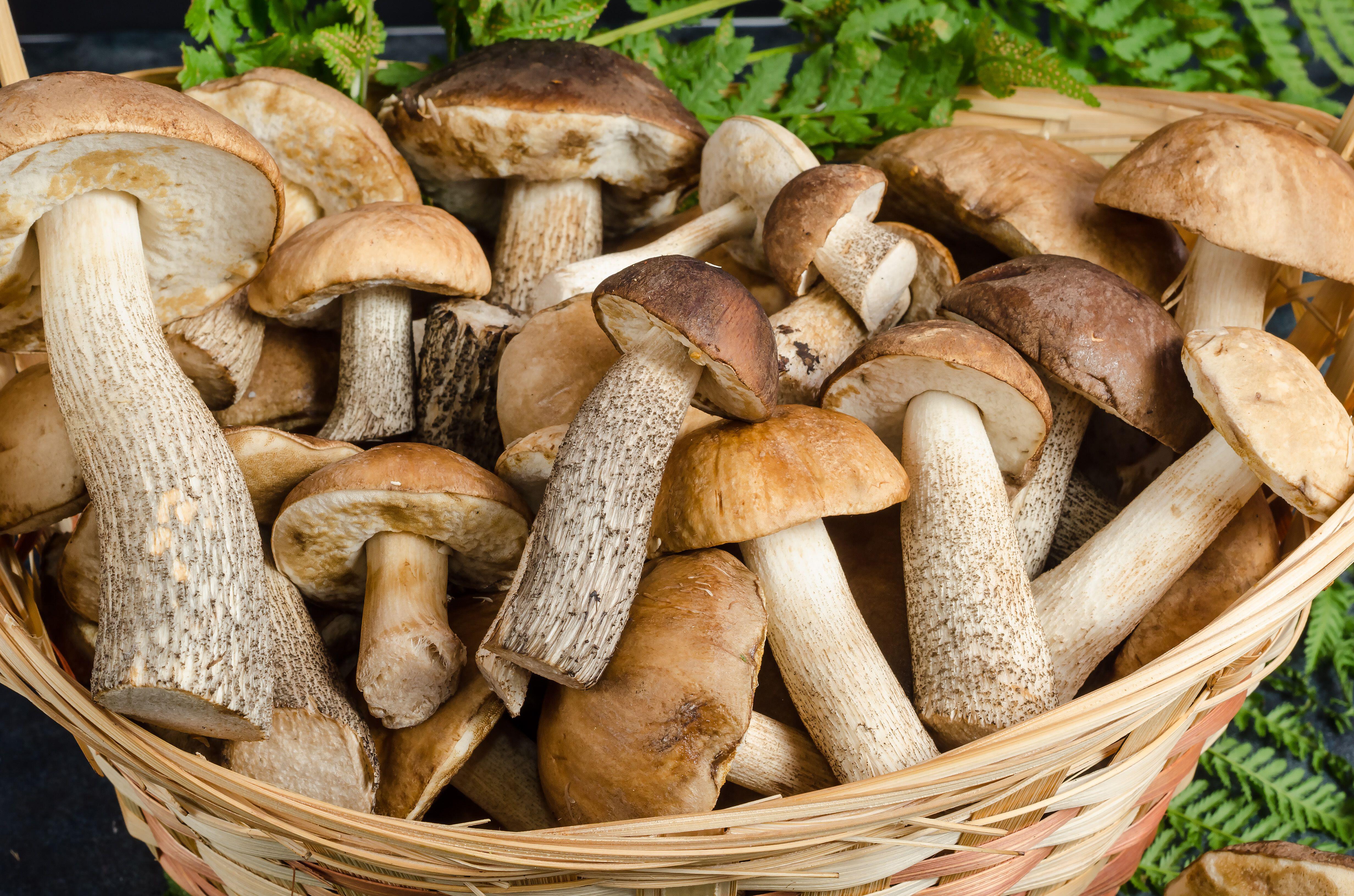 Грибной атлас: где искать съедобные грибы в России и как их хранить |  Вокруг Света