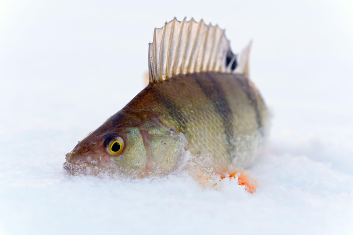 Не холодно ли рыбам в ледяной воде?