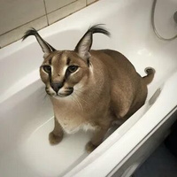 Аватарка Курсед