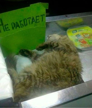 14 картинок недели и курсы пайки