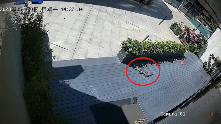 Не хотел быть съеденным: в Китае крокодил выпрыгнул с 20-го этажа и выжил (видео)