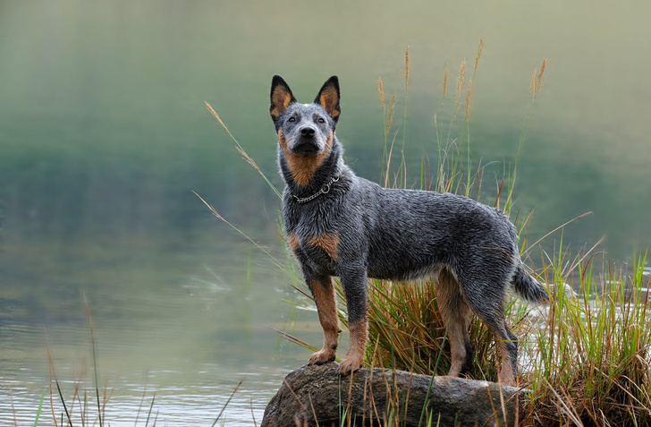 Собаки-долгожители: какие породы живут дольше всего, какую собаку выбрать, болезни пород, особенности разных пород собак