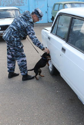 Собачья работа: главные ищейки спецслужб Татарстана