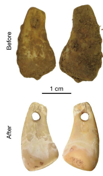 Судмедэкспертиза спустя 20 тысяч лет: как извлекли человеческую ДНК из оленьего зуба
