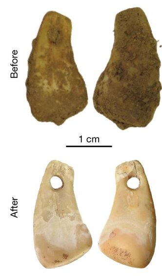 Древний кулон из оленьего зуба буквально постирали, очистив от поздних загрязнений. | Источник: Nature